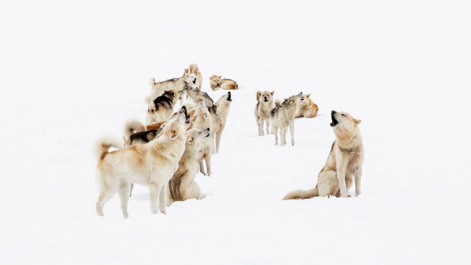 Boek visual: Rosa Rodríguez | Ver