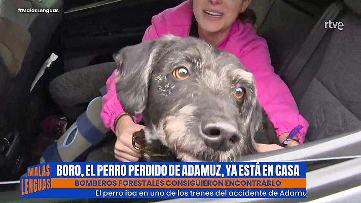 Malas lenguas - El perro Boro ya está en casa