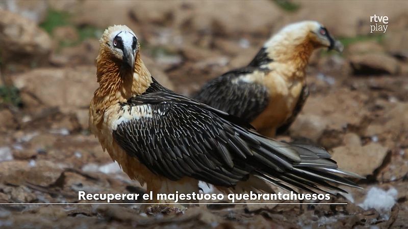 Objetivo Planeta - Recuperar el majestuoso Quebrantahuesos - Objetivo Planeta | Ver