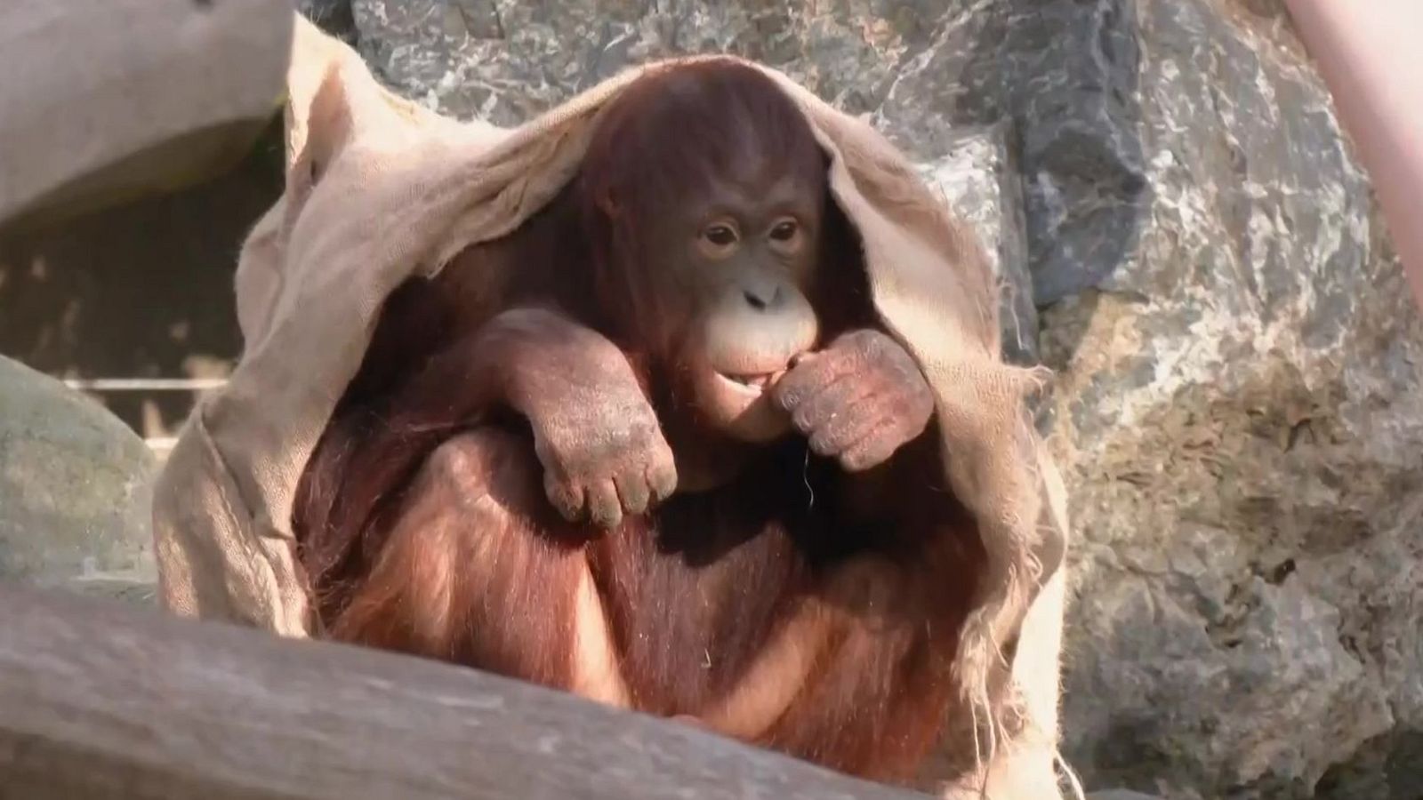 Aquí la Terra - Orangutans al zoo de Barcelona - Aquí la Terra | Veure