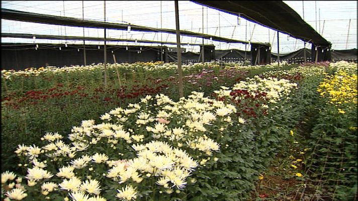 Telecanarias - Canarias en 2' - 14/02/13