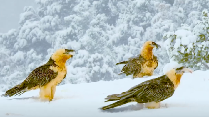 Objetivo Planeta - 'Objetivo Planeta' dedica un especial al quebrantahuesos, ave que va recuperando su lugar en la Península