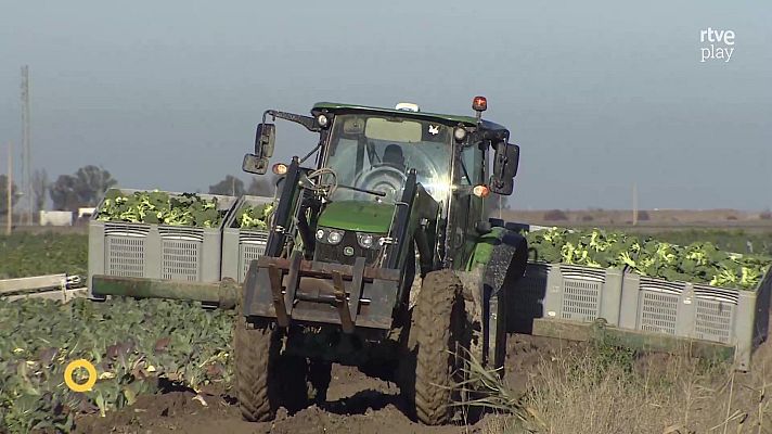 Agrosfera - Agrosfera - 24/01/26