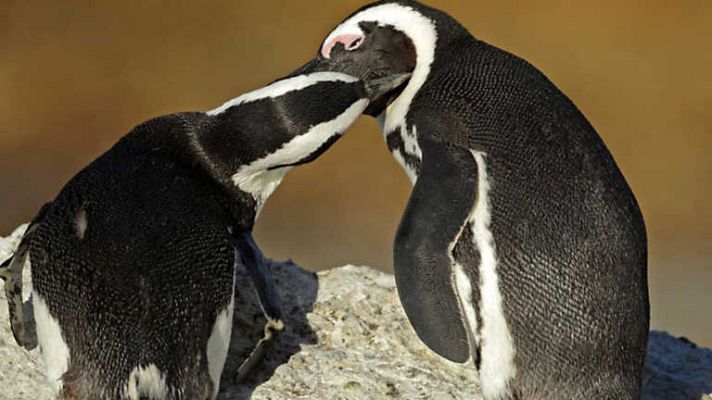 Grandes documentales - Pingüinos. Cabo de Buena Esperanza