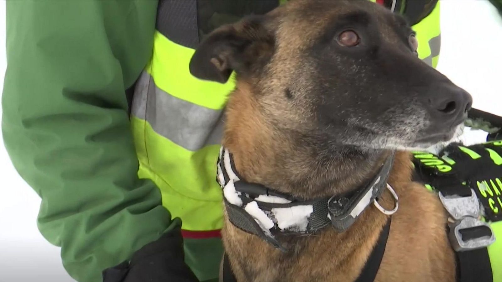 Perros rescatistas, ángeles de la montaña | Ver