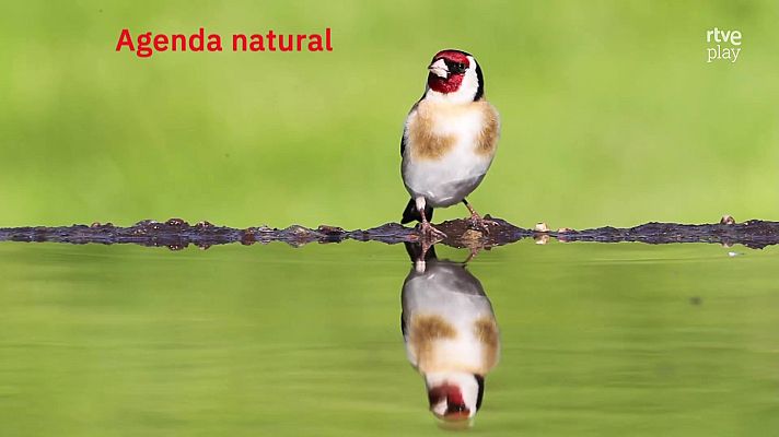 La aventura del Saber - Agenda natural