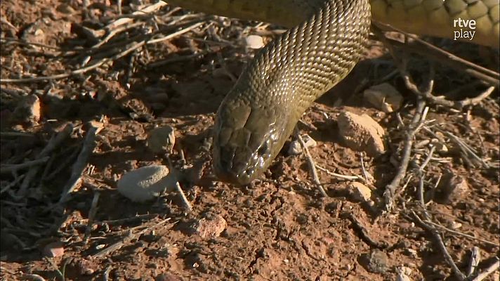 Fauna letal - Australia