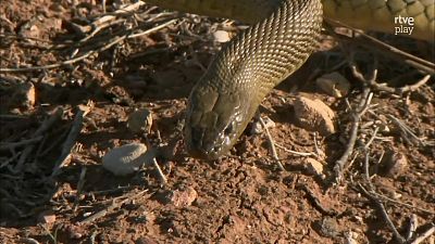 Fauna letal - Episodio 4: Australia - Fauna letal | Ver