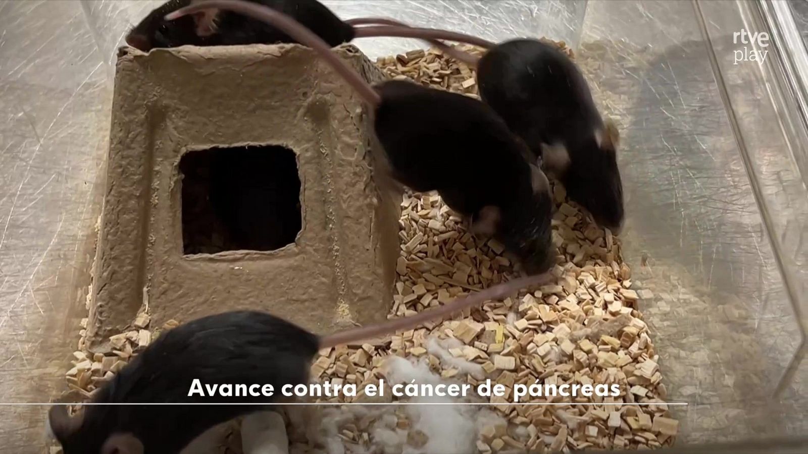 La tarde en 24 horas - 27/01/26 - La tarde en 24h | Ver