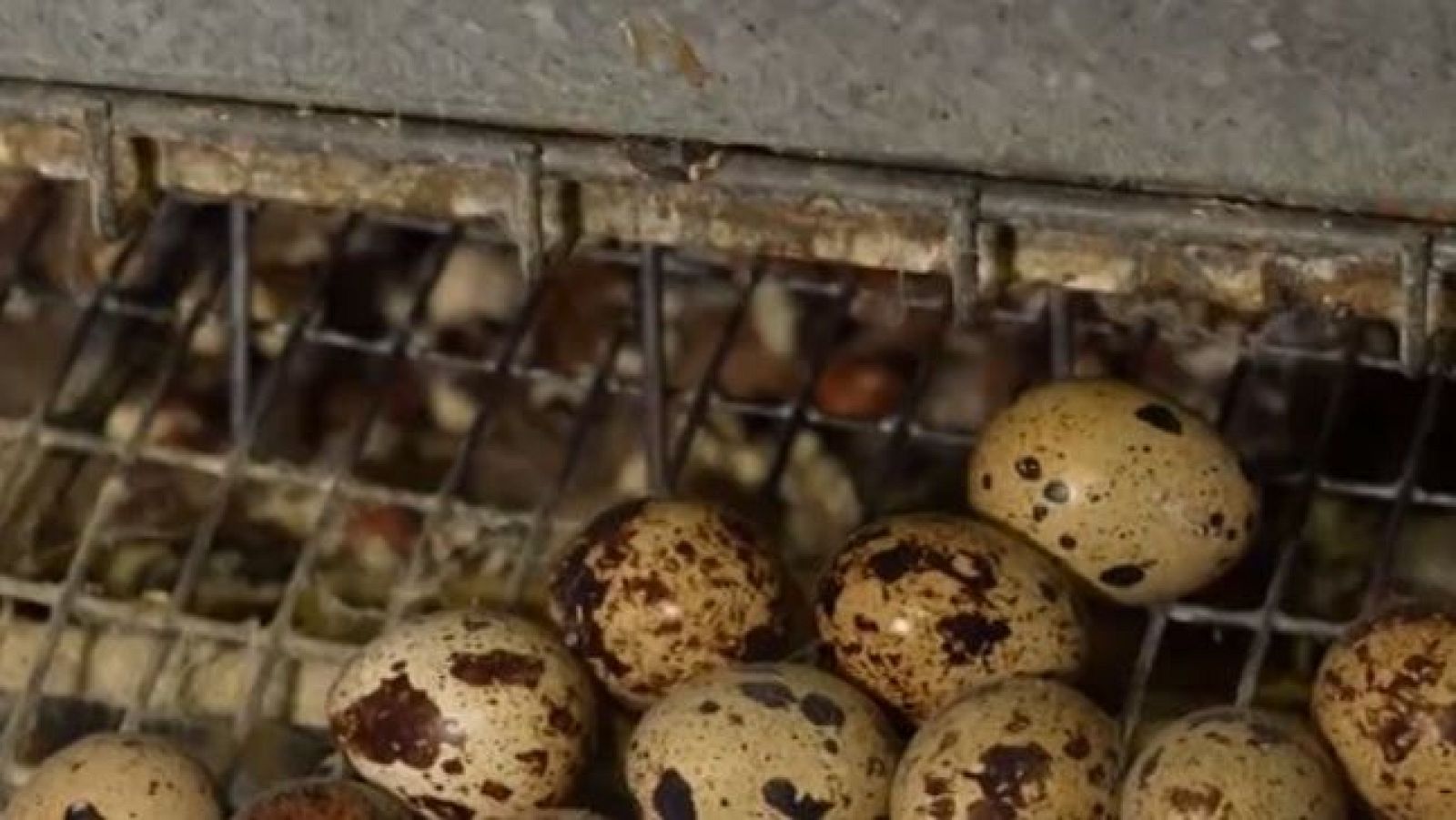 La granja de codornices más grande de Europa bajo investigación - Directo al grano | Ver