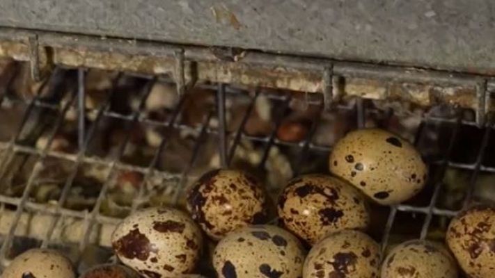 Directo al grano - La granja de los horrores