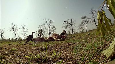 Fauna letal - Episodio 6: Nepal - Fauna letal | Ver