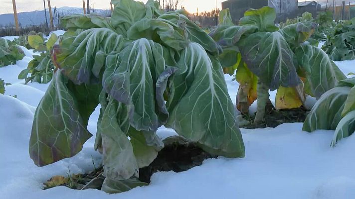 Aquí la Terra - Amanida agroecològica, oli i trinxat
