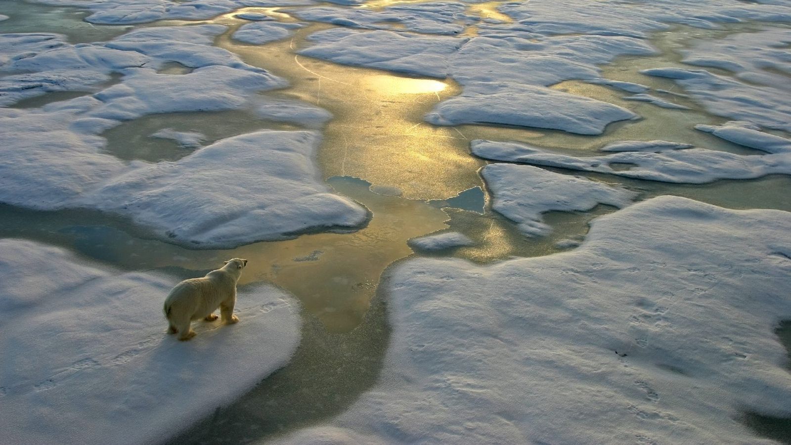 ¿Cómo combaten las bajas temperaturas los animalitos frioleros? - Aquí la Tierra | Ver