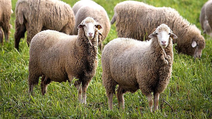 Aquí la Tierra - Los animales tiran de manual en busca del calor