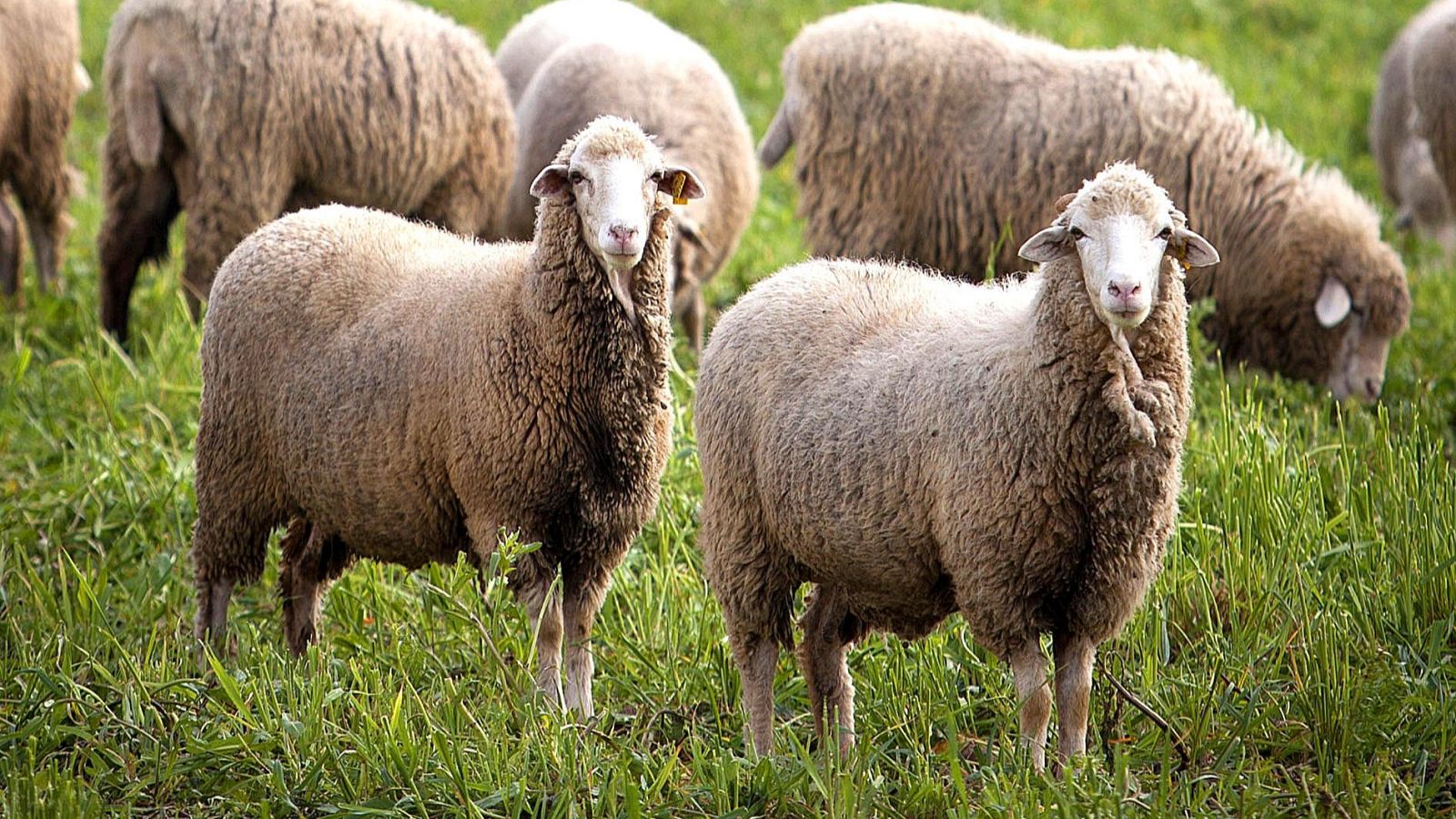 Los animales tiran de manual en busca del calor - Aquí la Tierra | Ver