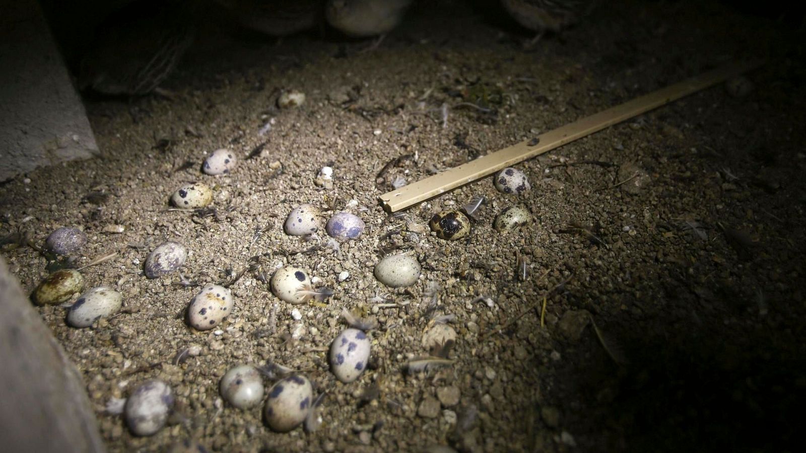 Presunto maltrato en granja de codornices - Mañaneros 360 | Ver