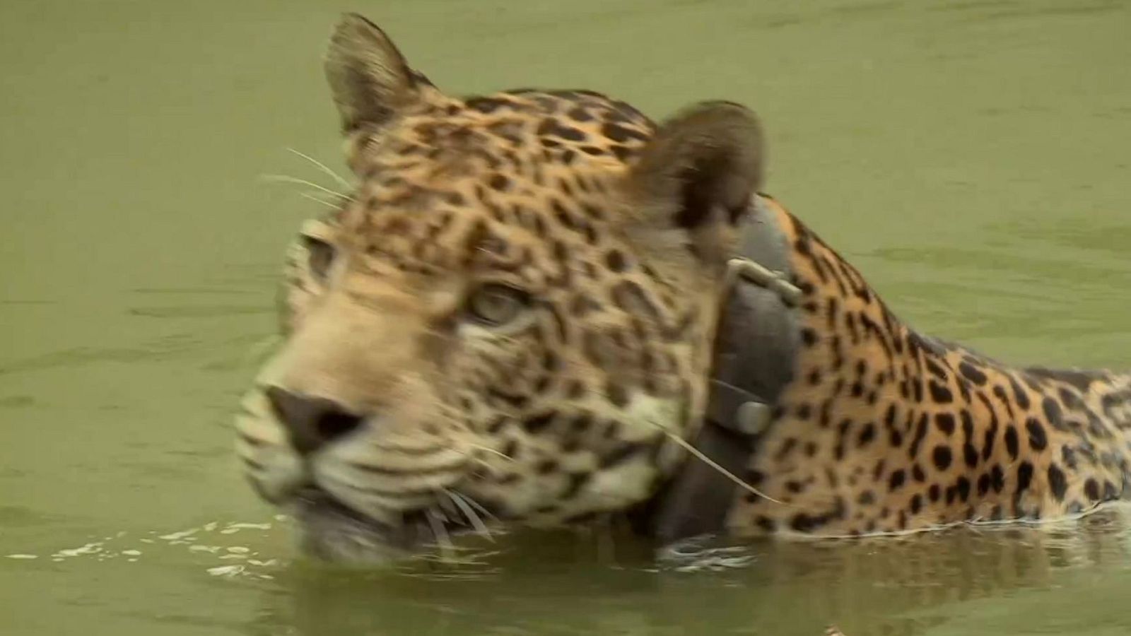 Fauna letal - Episodio 7: Sudamérica - Fauna letal | Ver