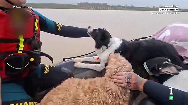 Aquí la Tierra - Rescate de cuatro patas