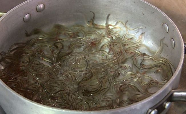 Telediario 1 - Las angulas, un plato de lujo al borde de la extinción