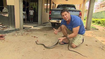 Fauna letal - Episodio 8: Sri Lanka 1 - Fauna letal | Ver