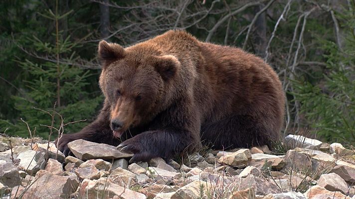 Aquí la Tierra - ¿Por qué no estás hibernando?
