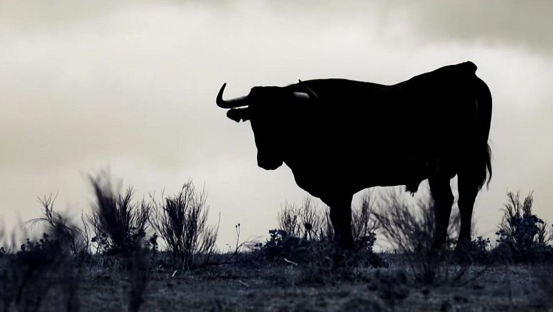 Toro, buey o vaca - Aquí la Tierra | Ver