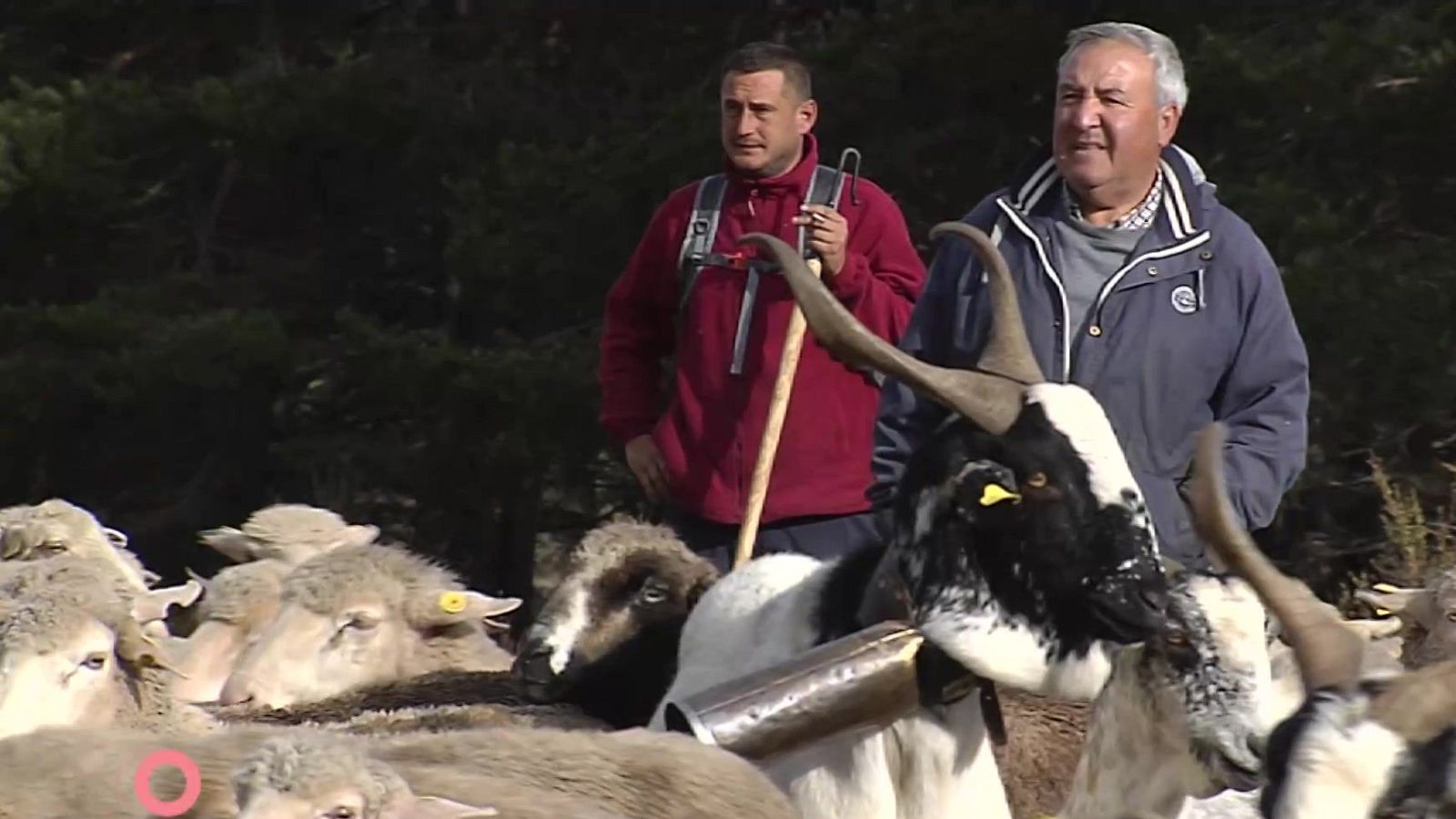 Agrosfera - 31/01/26 - Agrosfera | Ver