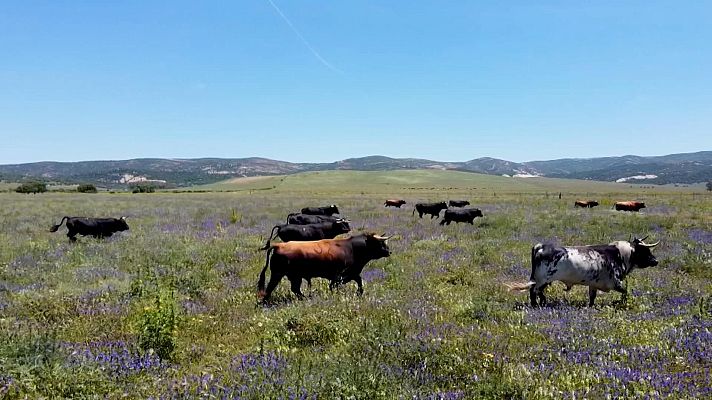 Tendido cero - Tendido Cero - 31/01/26