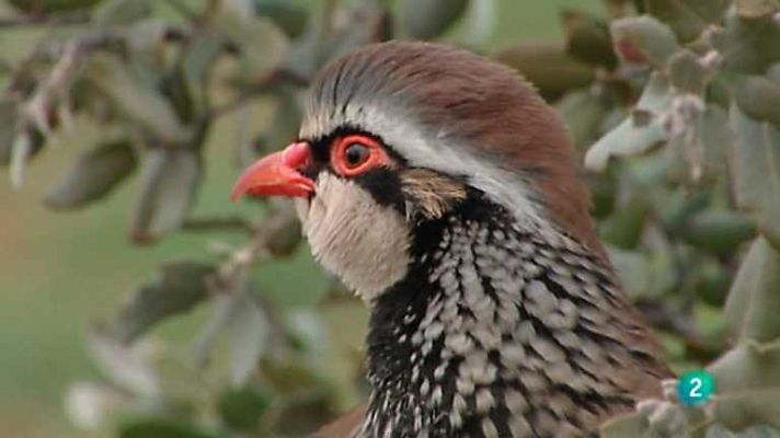 Jara y sedal - La perdiz reclama