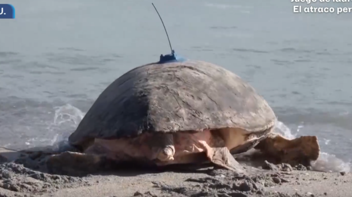 Aquí la Tierra - Vuelta al océano a paso de tortuga