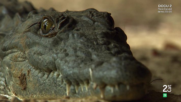 Som Documentals - De l'alba al crepuscle. Ep 7: Llangardaixos i lemurs