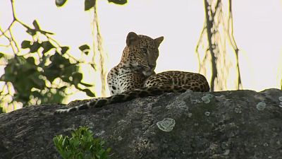 Fauna letal - Episodio 9: Sri Lanka 2 - Fauna letal | Ver