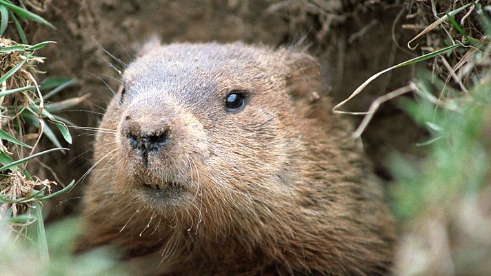 Aquí la Tierra - La marmota Phil acaba de hablar: Habrá 6 semanas más de invierno