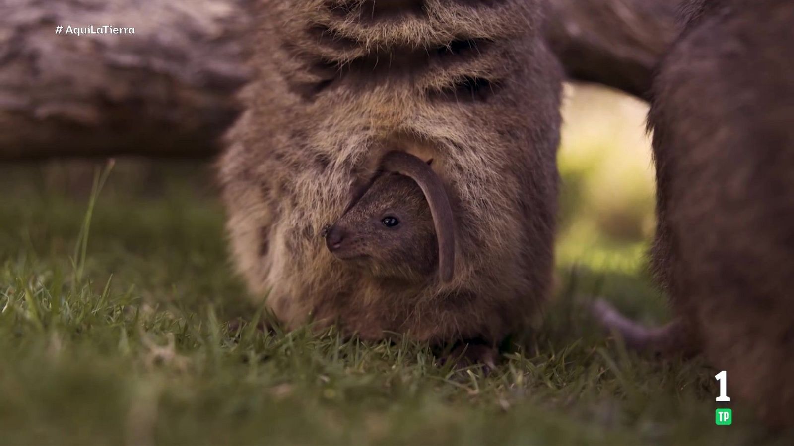 El animal más feliz del mundo - Aquí la Tierra | Ver