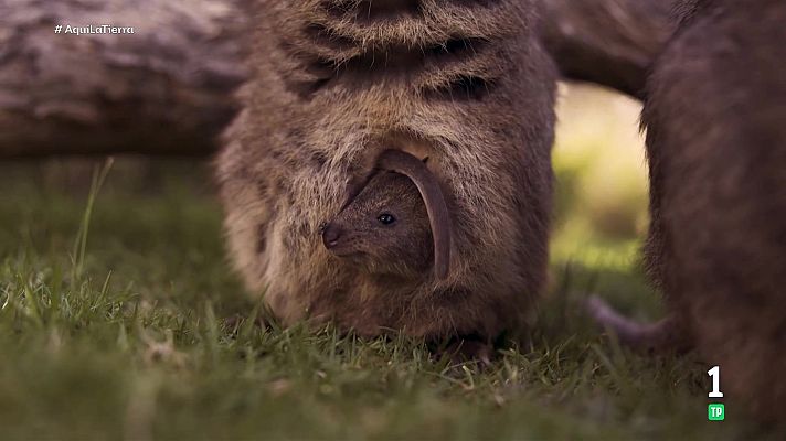 Aquí la Tierra - El animal más feliz del mundo
