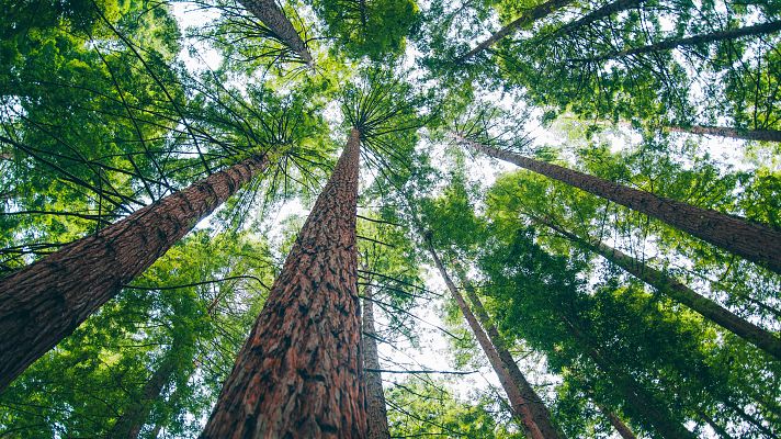 Telediario 2 - Suelos forestales más húmedos, ¿menos incendios?