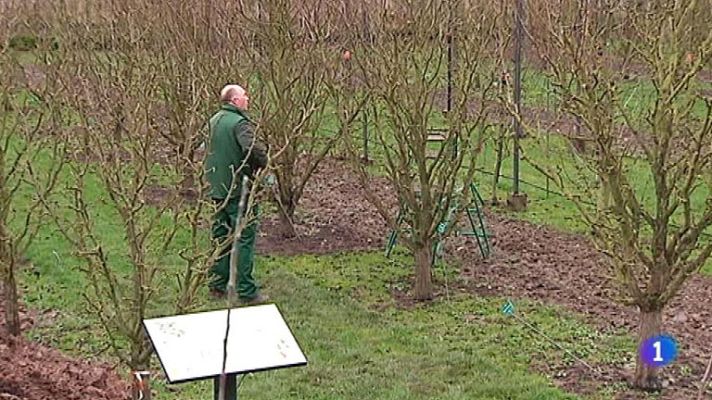 Telediario 1 - El huerto de Luis XIV recuperado