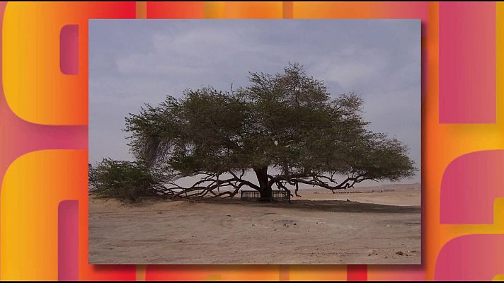 Saber y ganar - Saber y ganar - 03/02/26