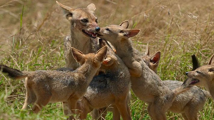 Un grupo de chacales dorados, incluyendo un adulto y varios cachorros, se encuentran en un entorno de hierba seca. Un cachorro interactúa con el adulto, mientras los demás observan la escena.