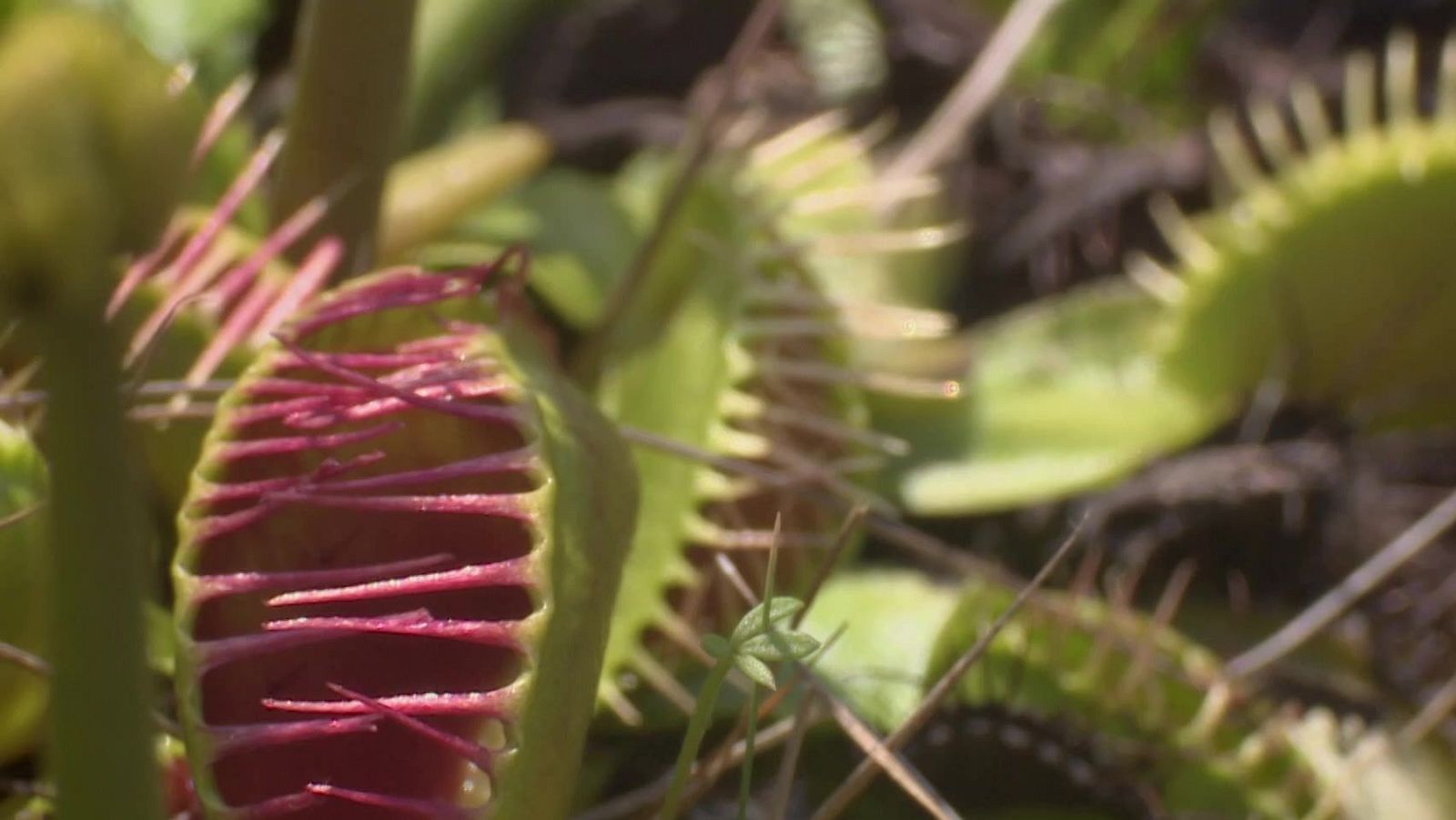 Fauna letal - Episodio 10: Estados sureños  - Fauna letal | Ver