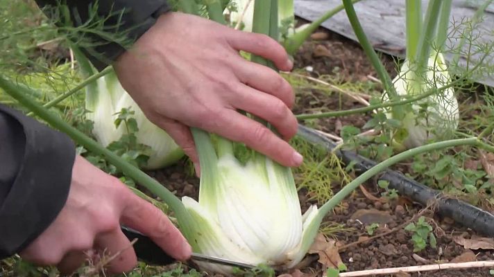 Aquí la Tierra - El colinabo, el bulbo de hinojo o la col picuda