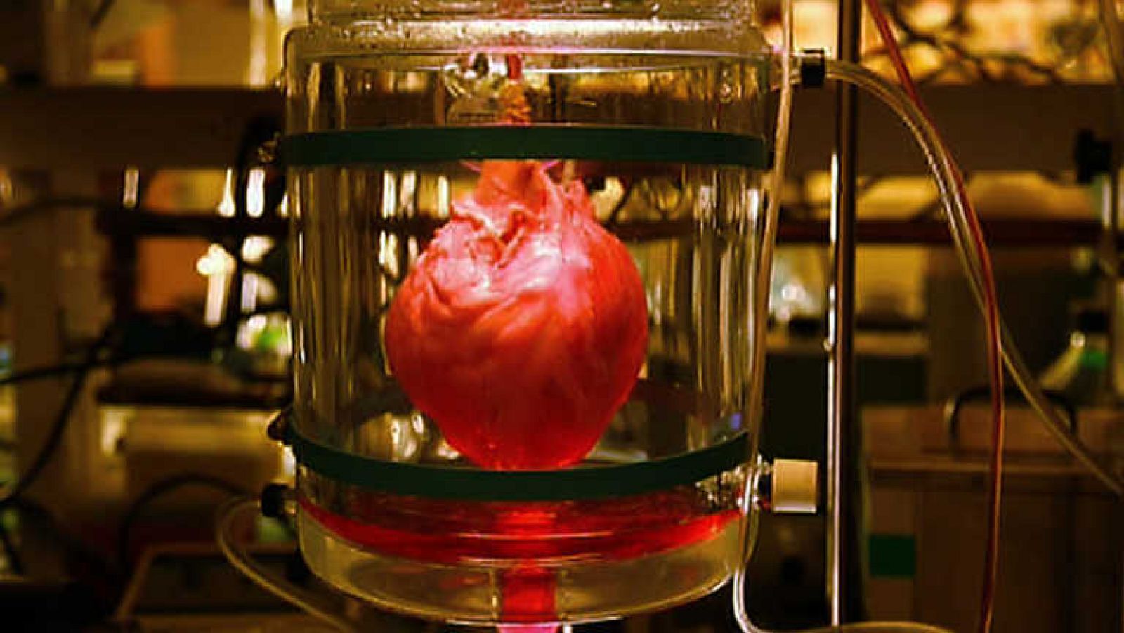 La noche temática - Cómo fabricar un corazón - ver ahora