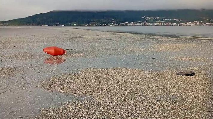 Mañaneros 360 - Miles de berberechos muertos en Galicia