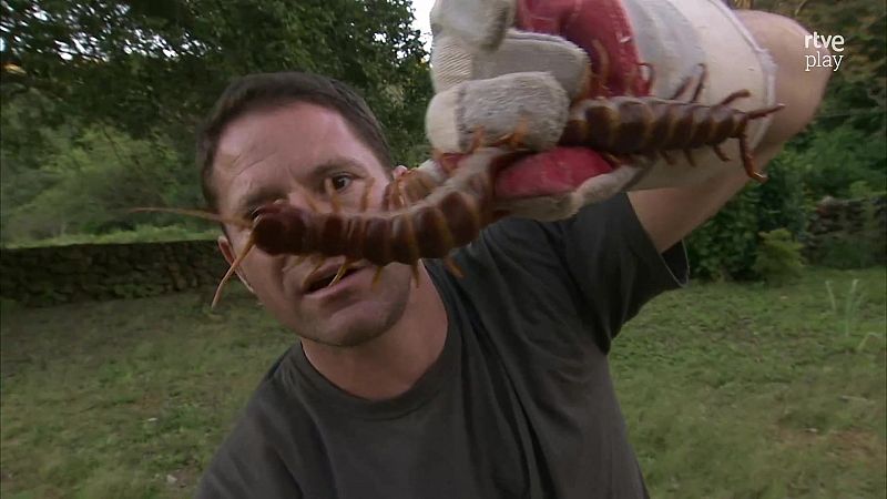 Fauna letal - Episodio 11: Lo nunca visto - Fauna letal | Ver