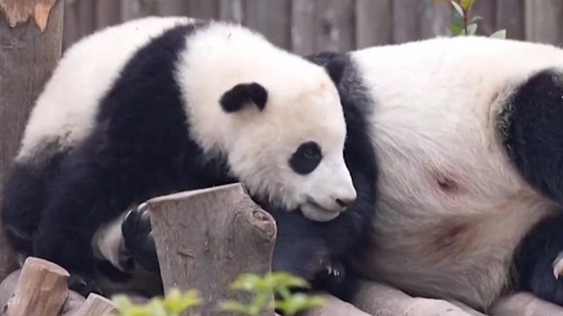 Los pandas se independizan tarde - Aquí la Tierra | Ver