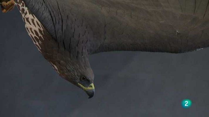 Biodiario - Biodiario - 17/02/13