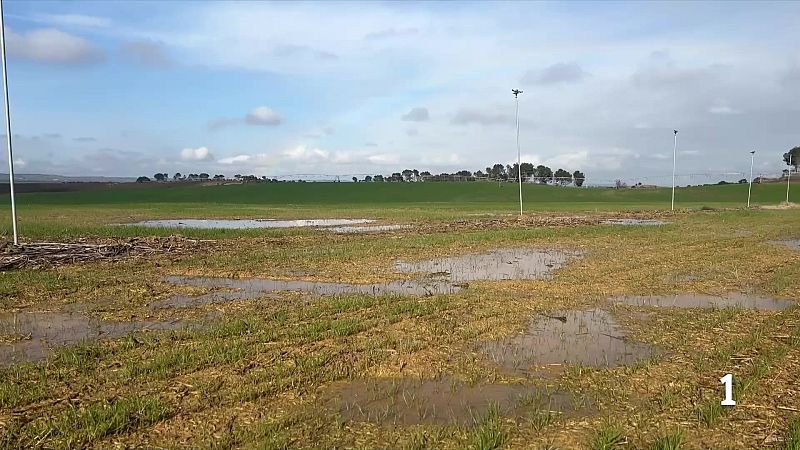 Les pluges neguen els camps de cereals de Ponent
