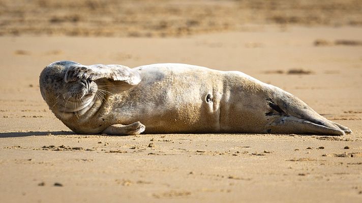 Telenorte - País Vasco - Una joven foca gris descansa en la playa de La Concha en San Sebastián