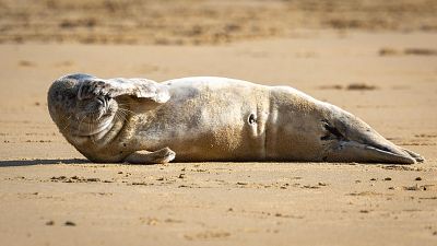 Una joven foca gris descansa en la playa de La Concha en San Sebasti�n para deleite de los viandantes | RTVE Play - Ver ahora